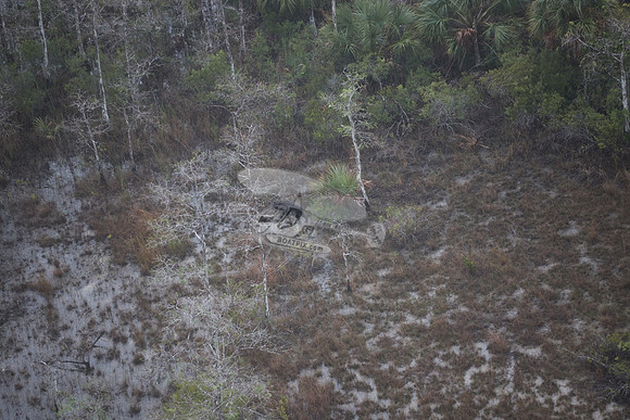 bear in the woods.8448